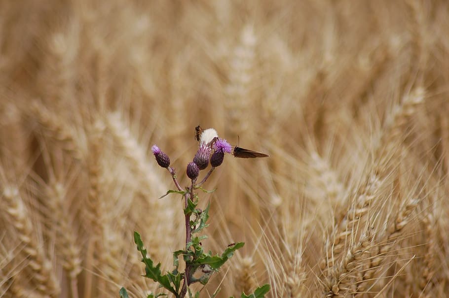 germany, vollersroda, plant, growth, cereal plant, nature, crop HD wallpaper
