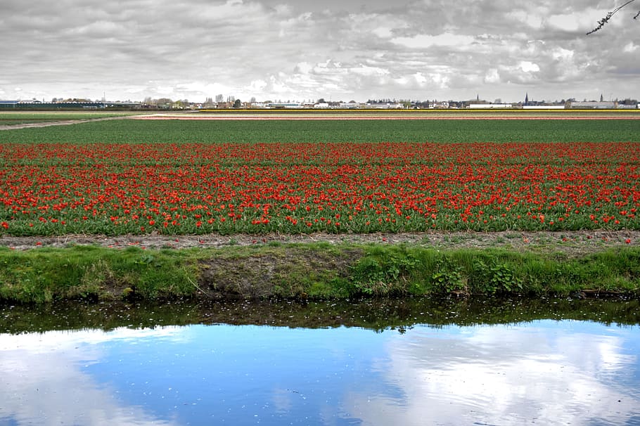tulips, bed, flowers, spring, park, holland, netherlands, garden HD wallpaper
