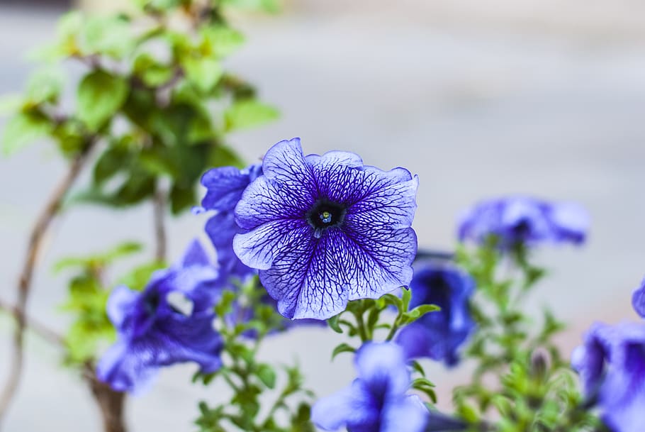 flower, bella, nature, garden, flowering plant, fragility, vulnerability HD wallpaper