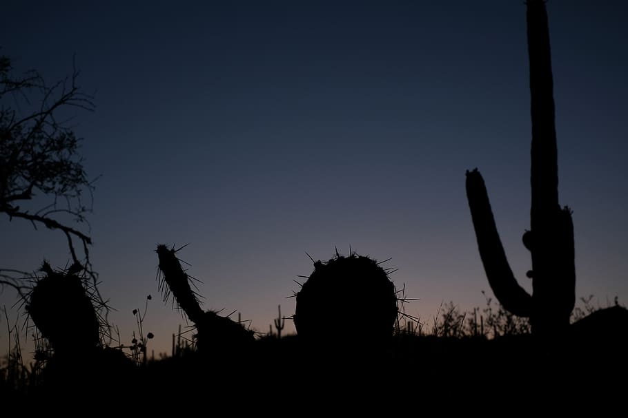 united states, saguaro national park, cactus, landscape, wildlife, HD wallpaper