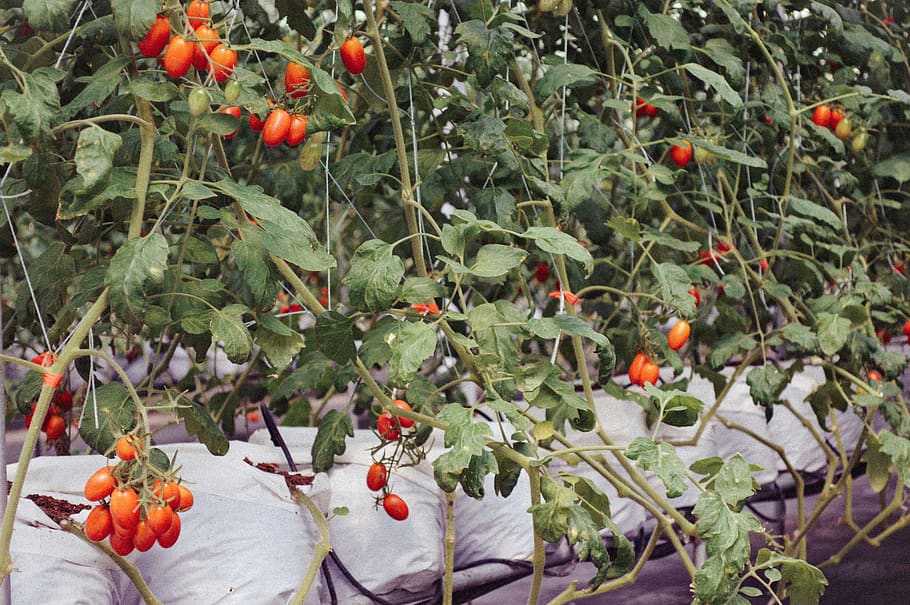 vegetables, tomato, frame, fruit, healthy eating, growth, food and drink HD wallpaper