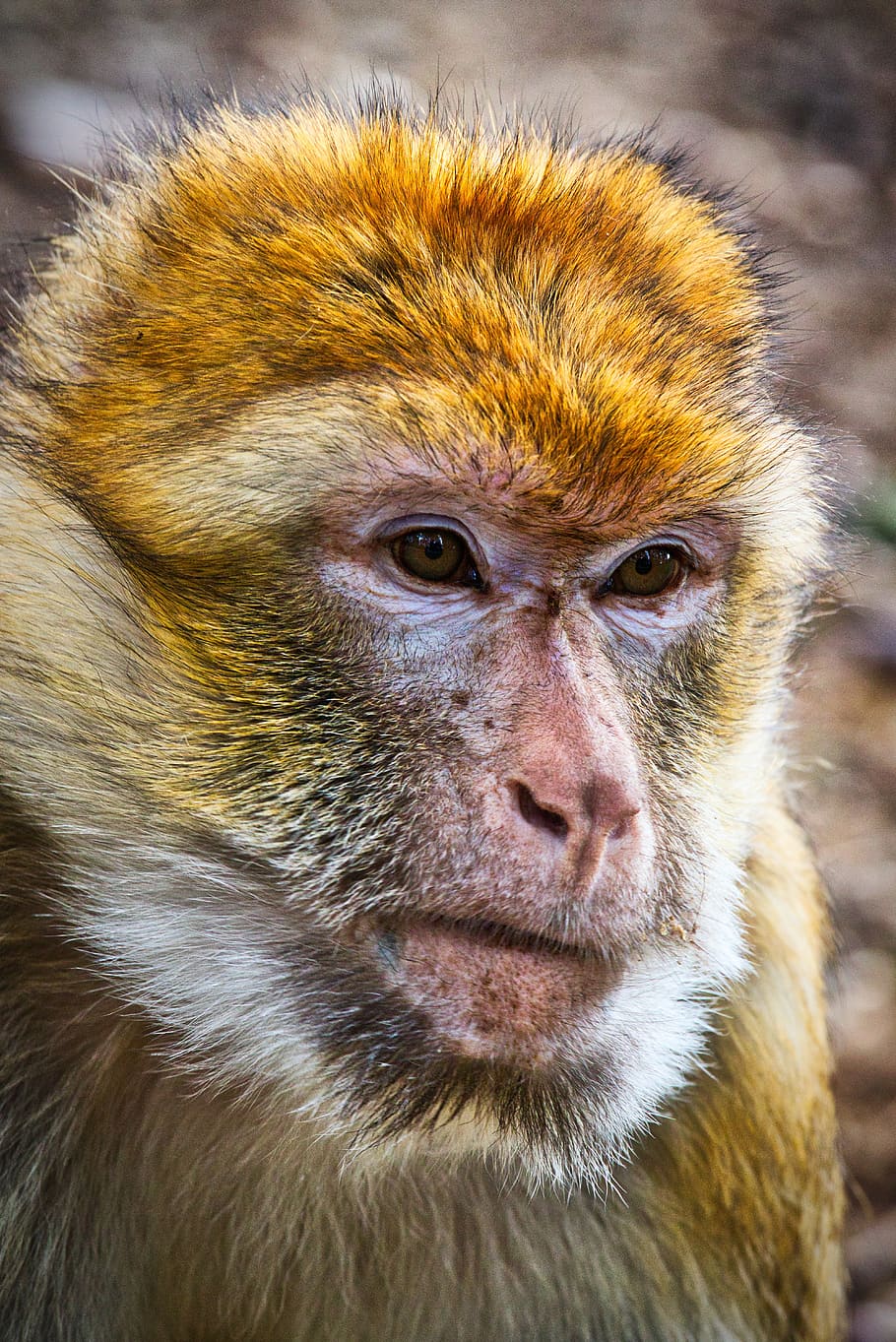barbary ape, monkey, mahogany, animal, mammal, primates, macaque species, HD wallpaper