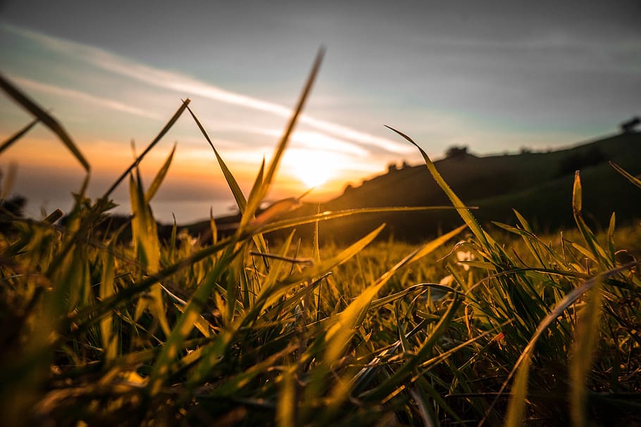 sunset, dusk, plants, grass, field, nature, sun rays, sky, beauty in nature HD wallpaper
