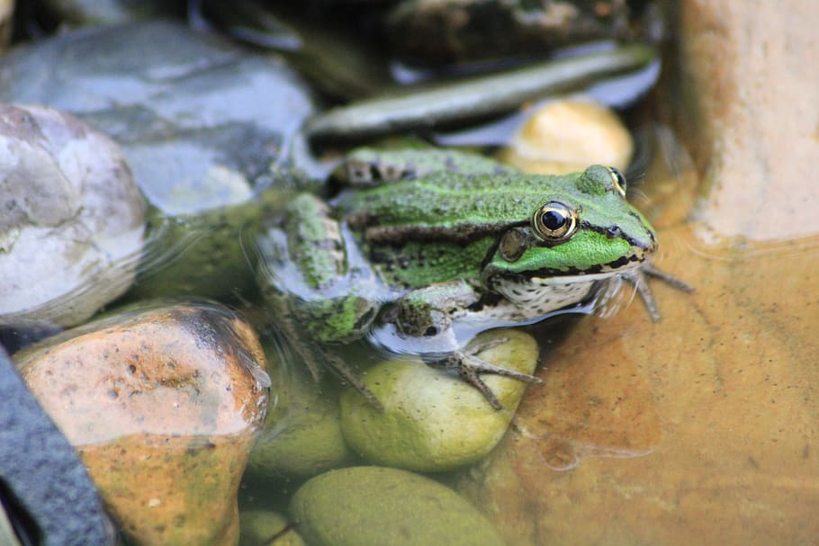 frog, tree frog, garden pond, sunbathing, green, amphibian HD wallpaper