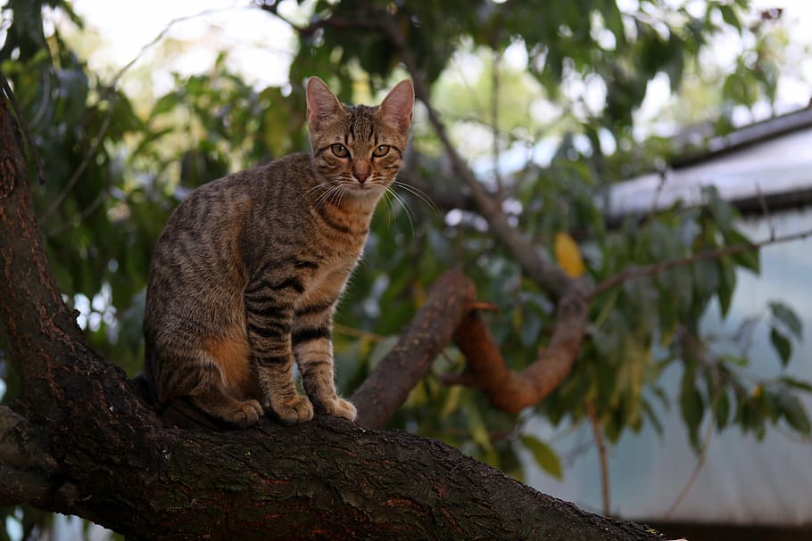 cat, small, cute, tree, climbing, animal themes, feline, mammal HD wallpaper
