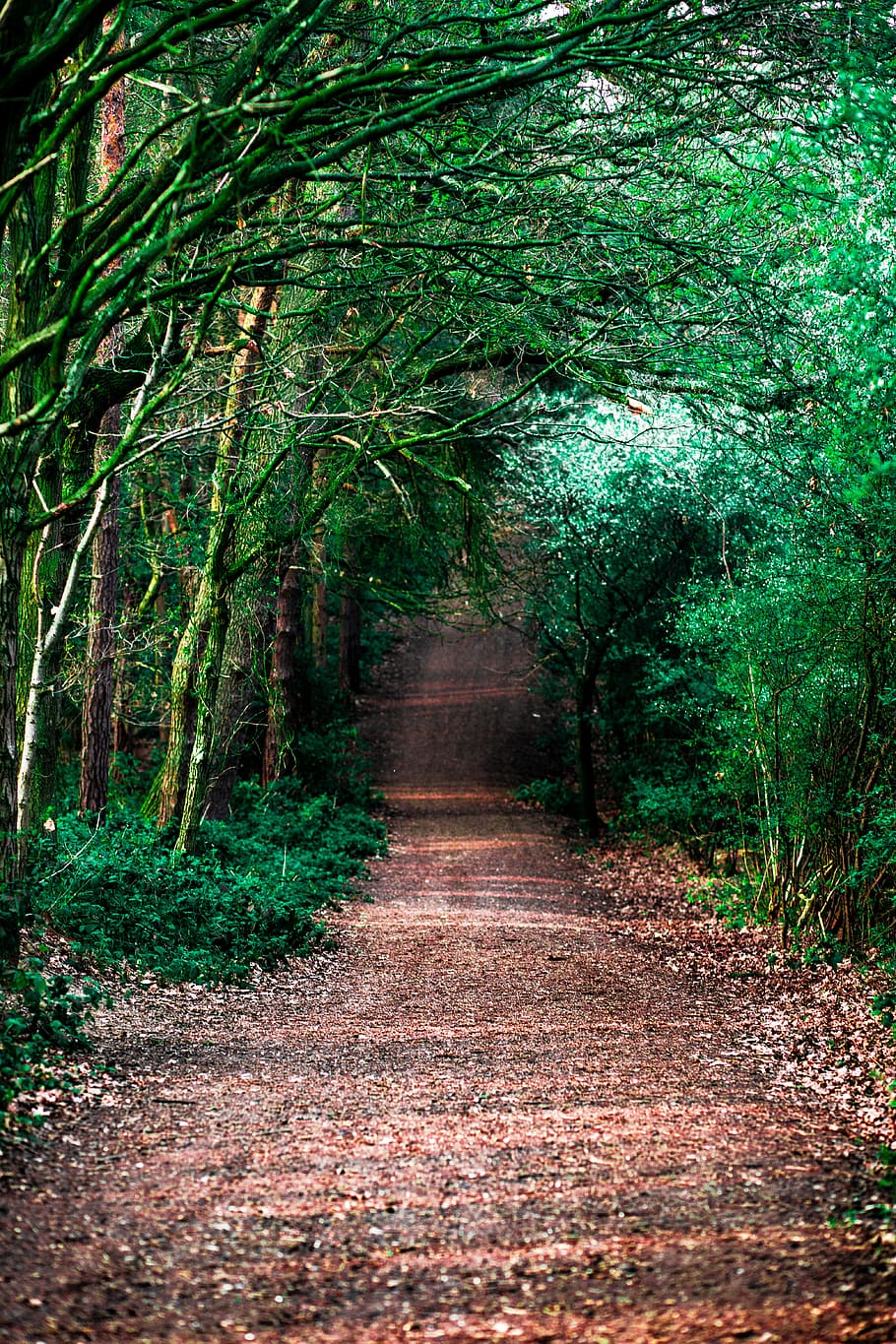 Dirt Pathway Between Trees and Plants, bright, colors, daylight HD wallpaper
