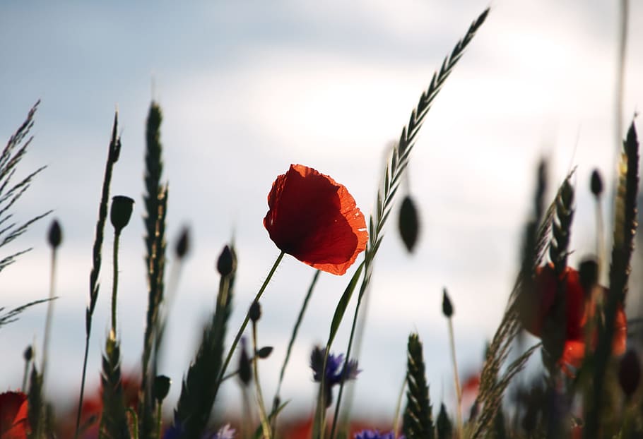 Beautiful sunset with flowers, pedal, leaf, grass, sky, poppy HD wallpaper