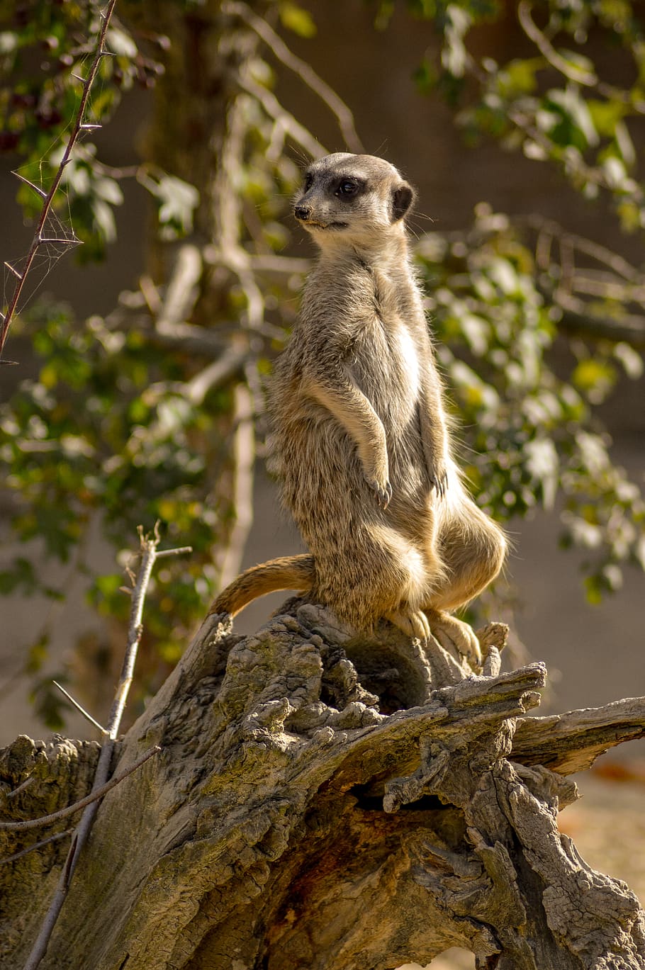 closeup photography of Meerkat on tree during daytime, wildlife, HD wallpaper