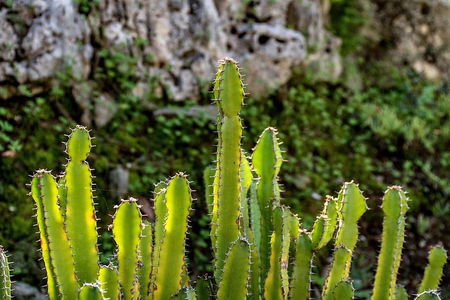 cacti, cactus, plants, greenery, garden, gardening, rock, vegetation HD wallpaper