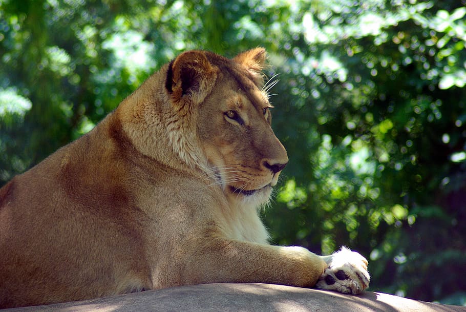 madison zoo lion, cat, animal, predator, portrait, lioness, HD wallpaper