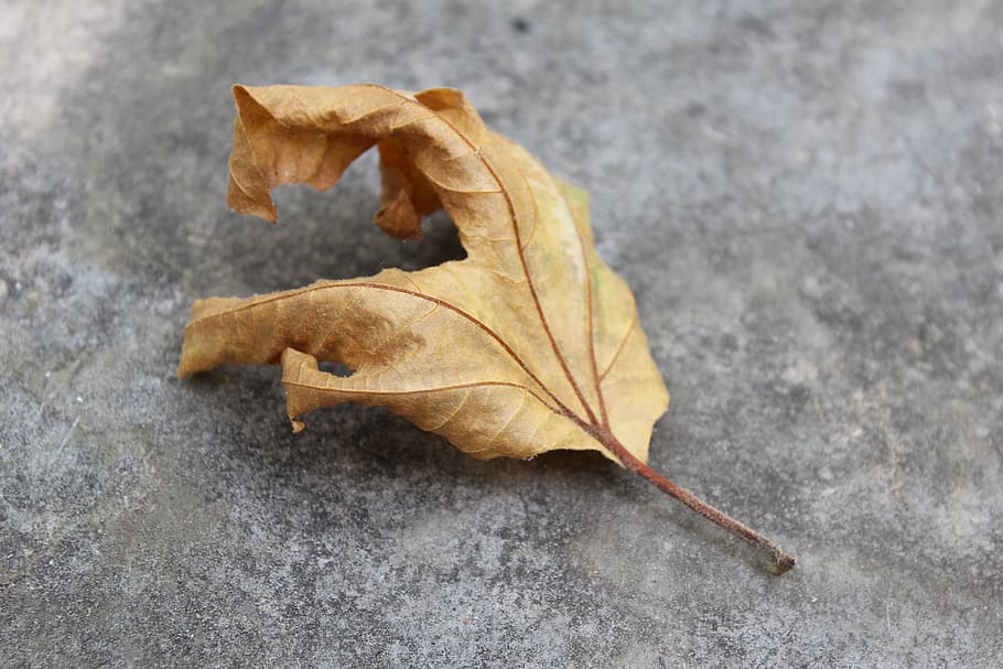 nature, fall, leaf, dry, season, closeup, plant part, autumn HD wallpaper
