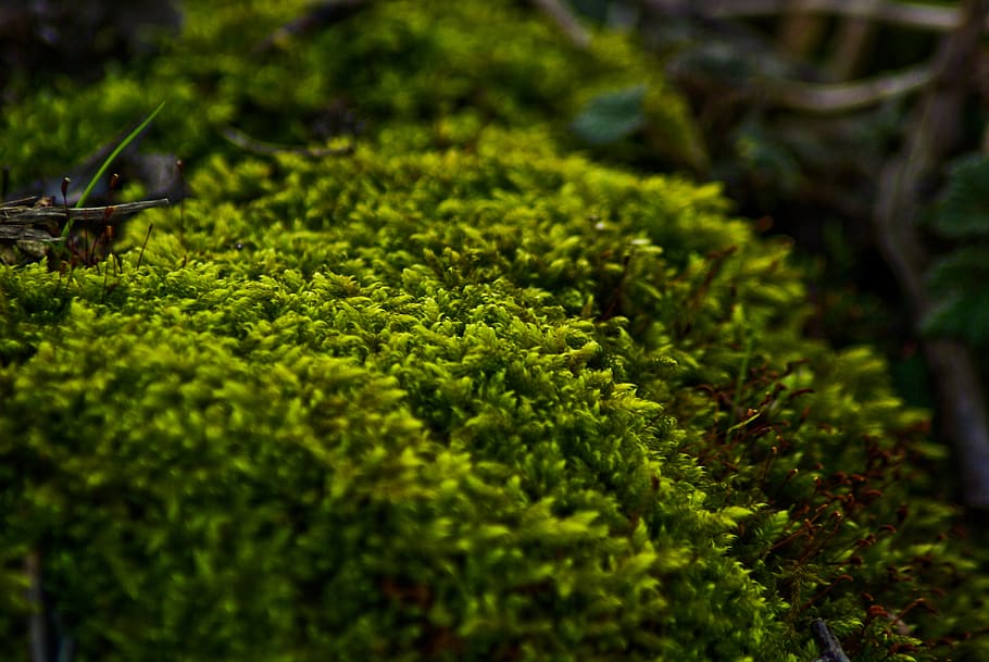 foam, tree, forest, green, nature, landscape, trees, autumn HD wallpaper