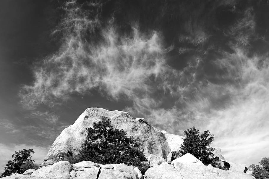 joshua tree national park, united states, b and w, black and white, HD wallpaper