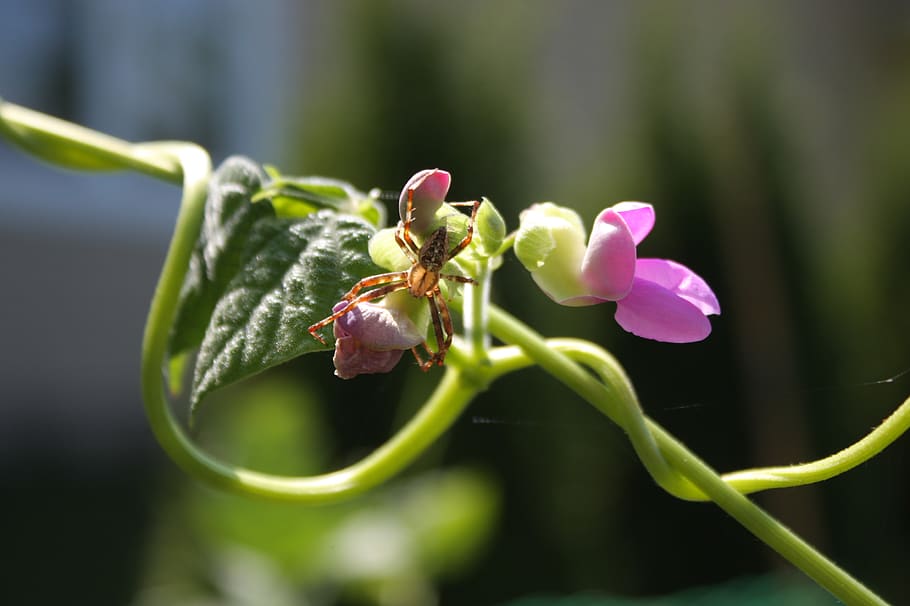 canada, wolfville, plant, flower, flowering plant, beauty in nature HD wallpaper