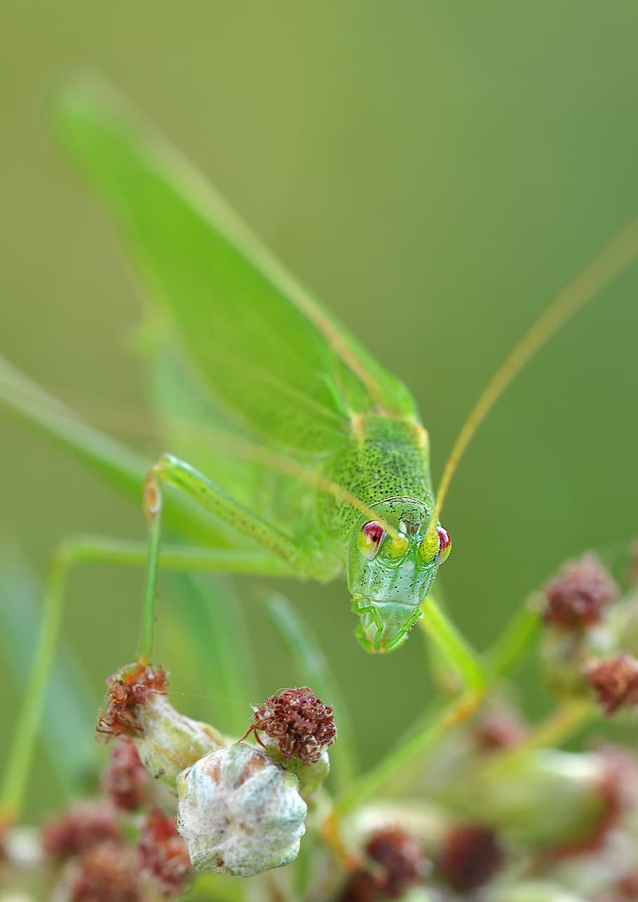 Green Grasshopper Macro Photography, close-up, insect, nature HD wallpaper