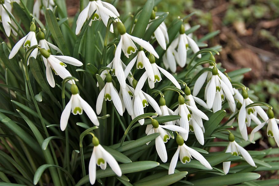 snowdrops, vernal, cluster, white, flower, spring, flower bulbs HD wallpaper