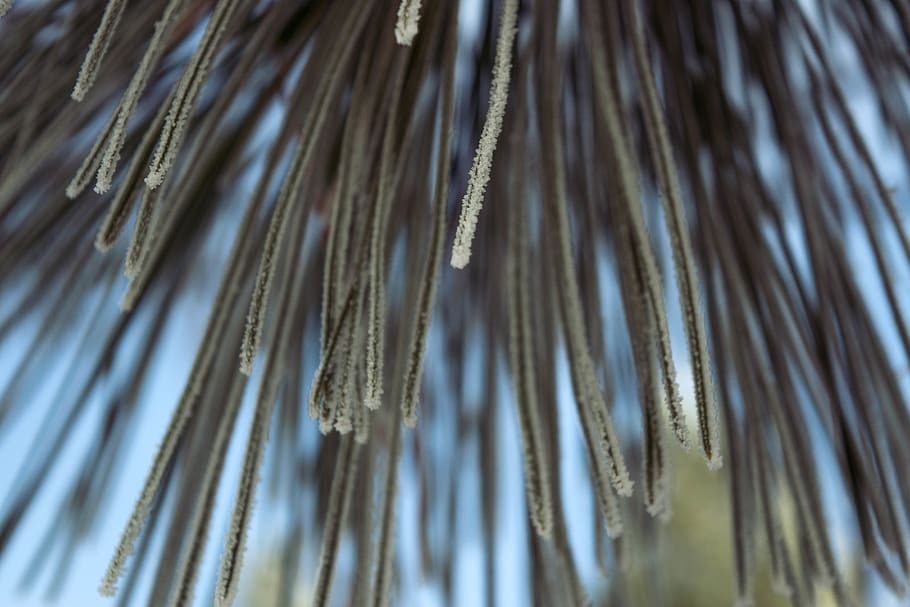 trees, snow, macro, selective focus, close-up, nature, plant HD wallpaper