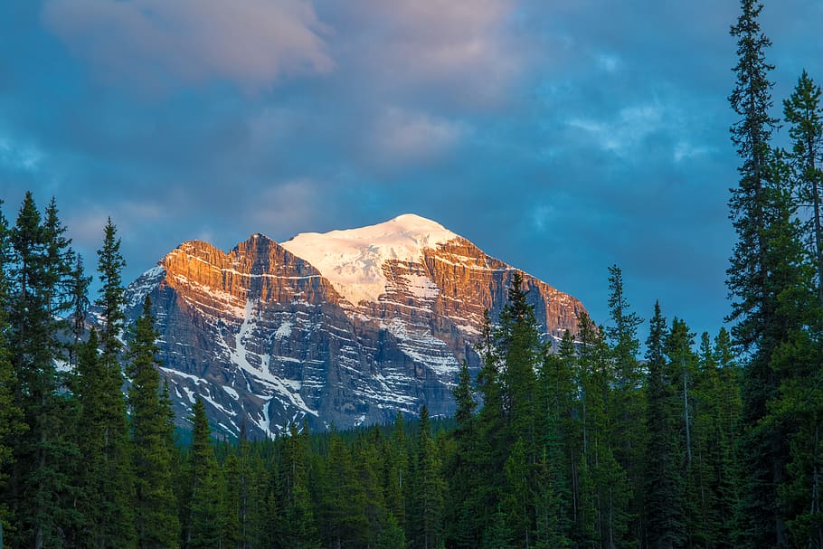 canada, banff, gold, forest, trees, sunset, peak, wallpaper HD wallpaper