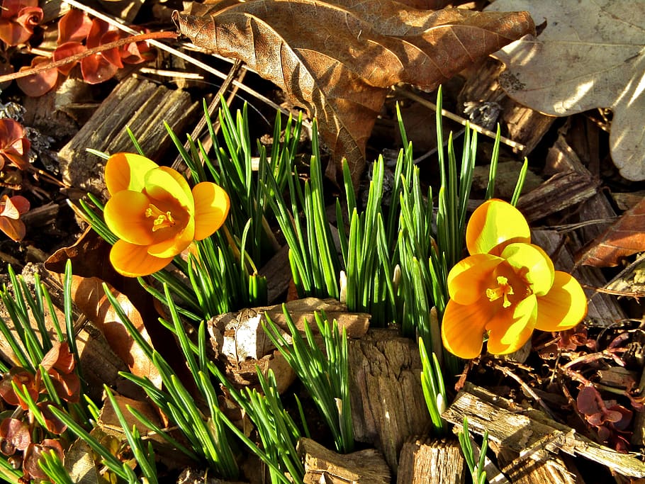 crocus, yellow, blossom, bloom, spring, sun, nature, flower HD wallpaper