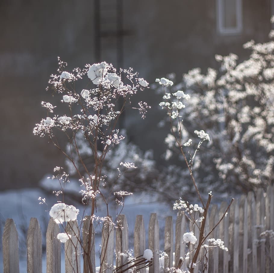 Selective Focus Photo of White Clustered Flowers, branch, bright HD wallpaper