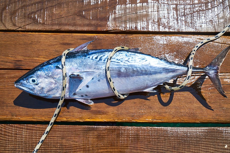 fish, fresh, catch, marine, restaurant, fisherman, cutting HD wallpaper