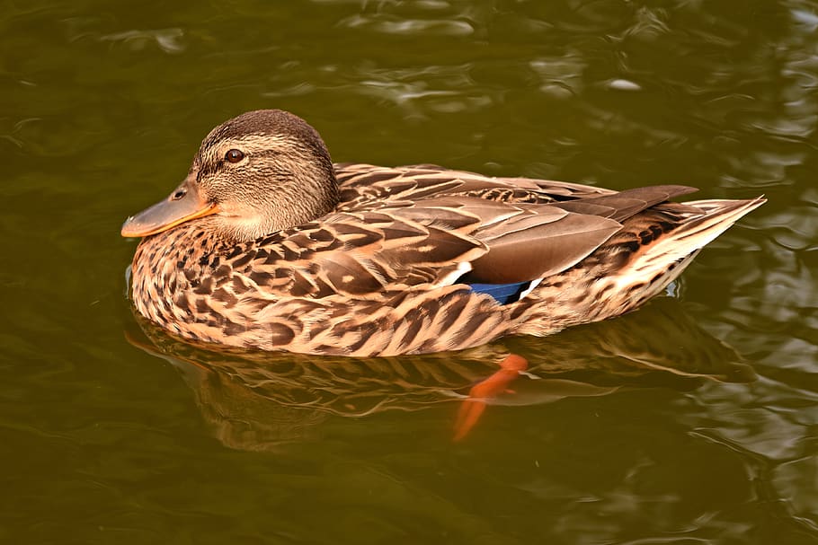 Swimming bird. Уточки в образах. Дикие утки клипарт.