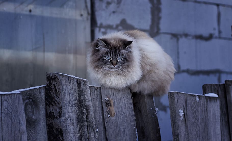 fence, mammals, cat, one animal, wood - material, pets, domestic HD wallpaper