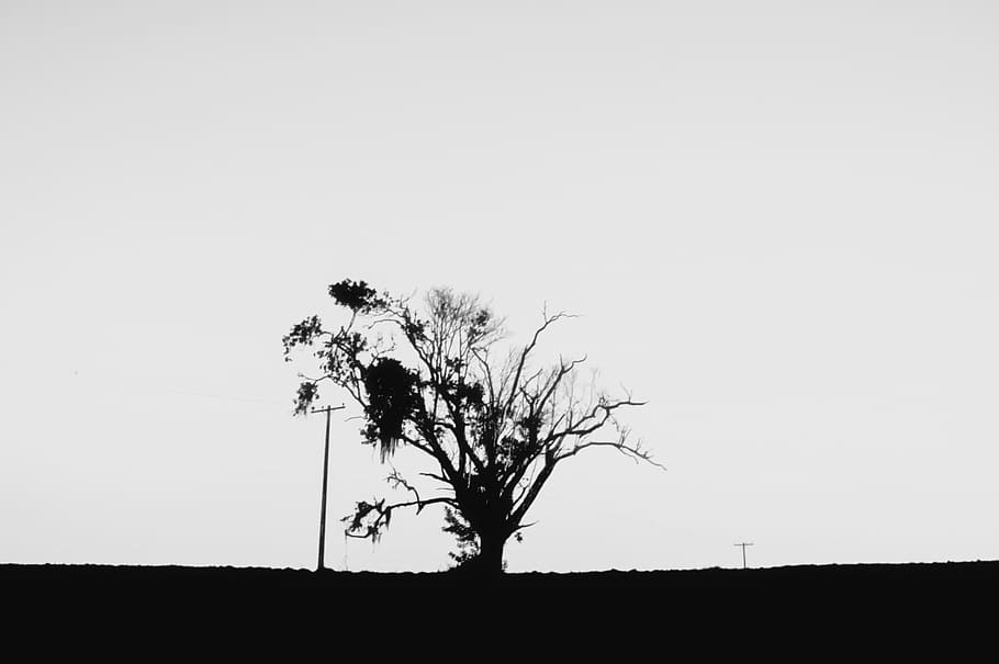 brazil, botucatu, blackandwhite, árvore, deserto, tree, field, HD wallpaper