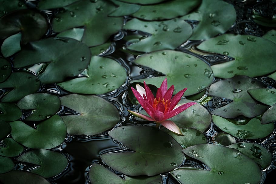 pink lily selective focus photography, flower, plant, beauty in nature HD wallpaper