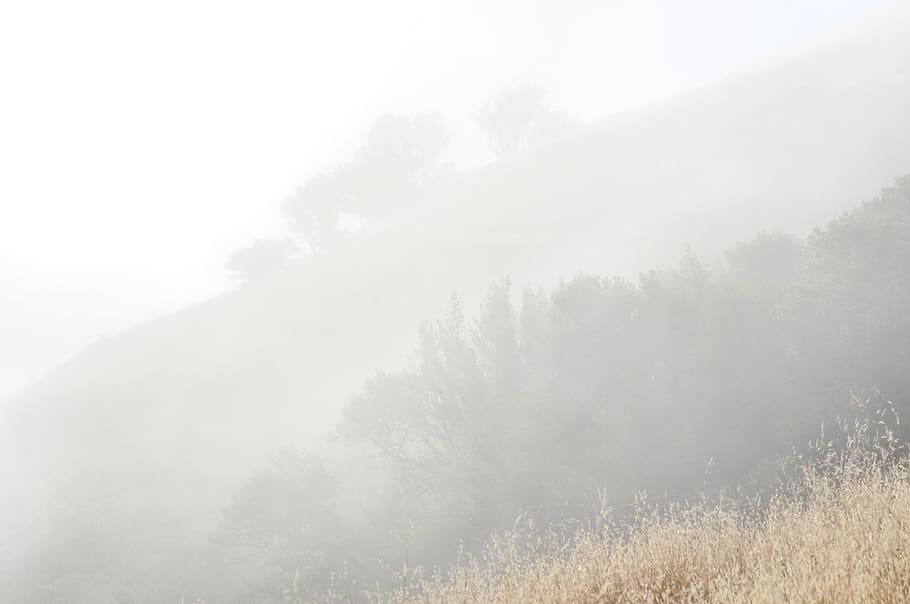 forest, fog, trees, grass, summer, california, plant, tranquility HD wallpaper