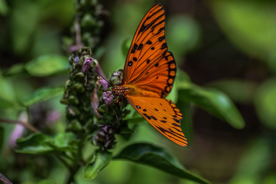 butterfly, flora, insect, animal wing, invertebrate, butterfly - insect HD wallpaper