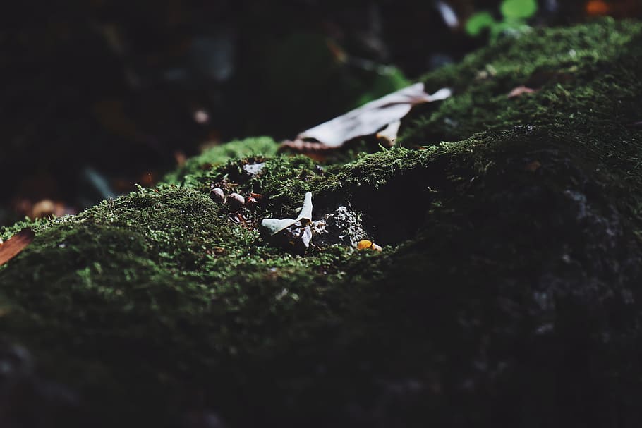 dry leaf on green grass, plant, moss, animal, bird, fungus, mushroom HD wallpaper