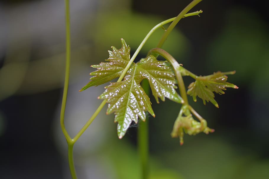 wine, leaves, leaf, plant, climber plant, vine, growth, beauty in nature HD wallpaper