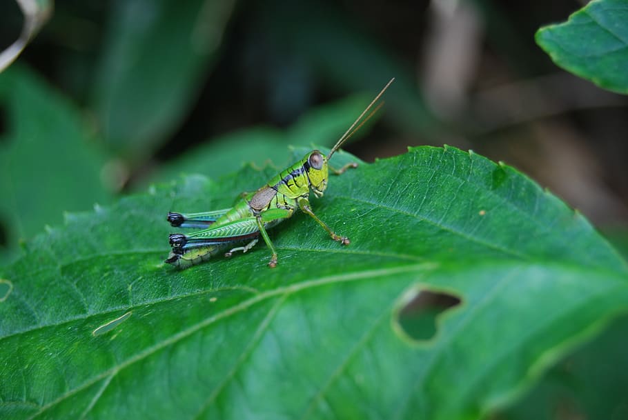 Selective Focus Photography of Grasshopper on Leaf, insect, plant part HD wallpaper