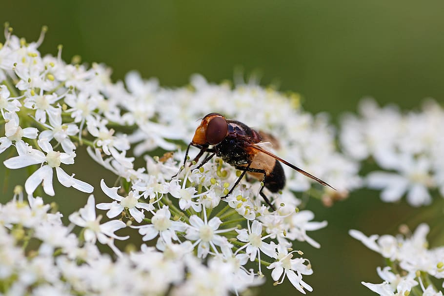 hoverfly, insect, macro, close up, cow parsley, invertebrate HD wallpaper