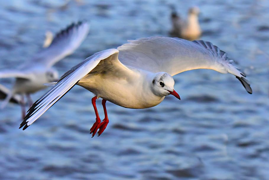 seagull, seabird, flight, flying, wing, plumage, head, eye HD wallpaper