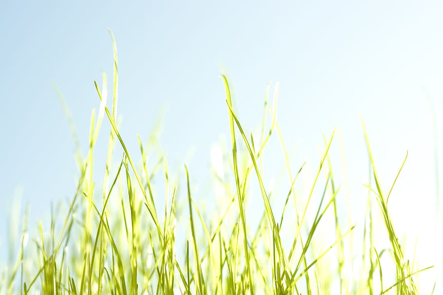 grass, summer, background, spring, sky, field, flower, herb HD wallpaper