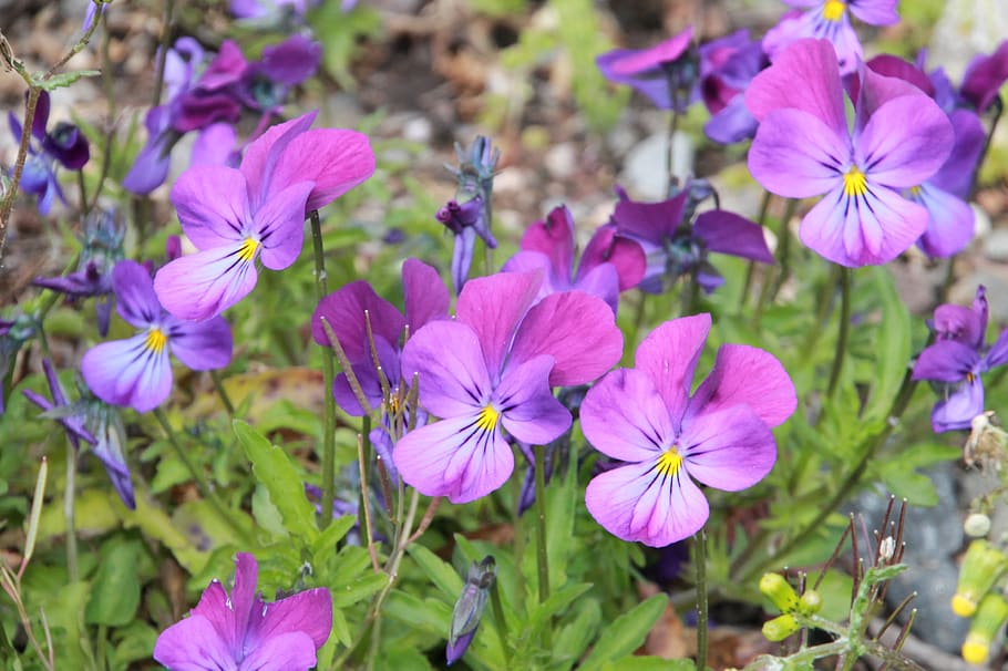 pansy, spring, purple, flowers, garden, plant, flowering plant HD wallpaper