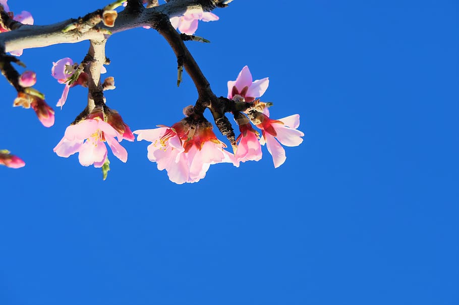 flower, tree, spring, pink, nature, white, plant, color, bud HD wallpaper