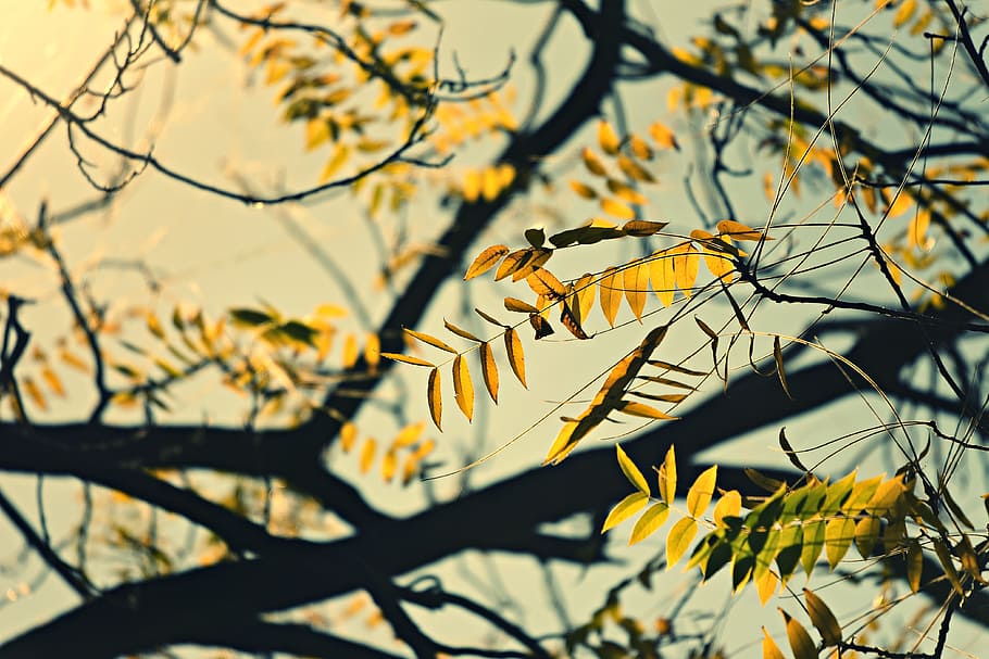 branch, walnut tree, leaves, foliage, autumn colors, twigs HD wallpaper