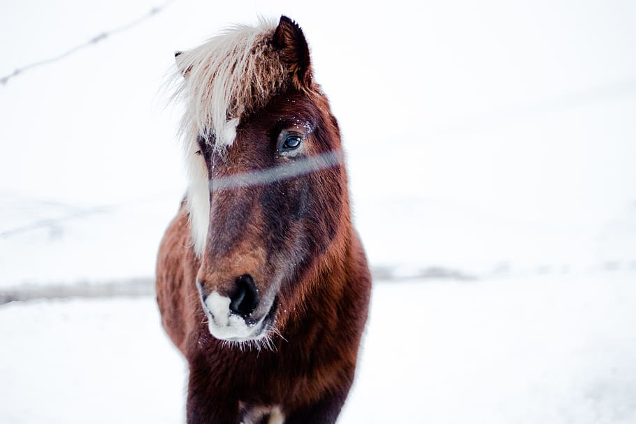 donkey near tree during winter, horse, mammal, animal, colt horse HD wallpaper