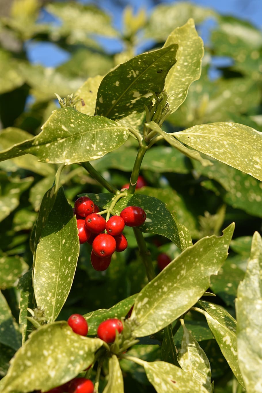 Small fruits. Кустарник с красными плодами. Комнатное красные плоды. Цветок с красными плодами комнатный. Кустарник с плодами красного цвета маленькие.