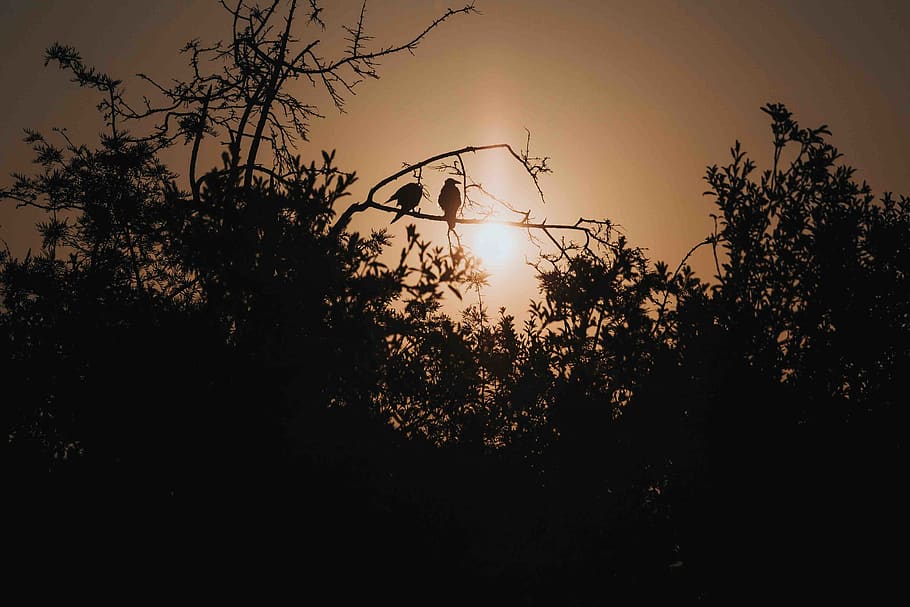 sunrise, sunset, birds, trees, moody, silohettes, shadows, plant HD wallpaper