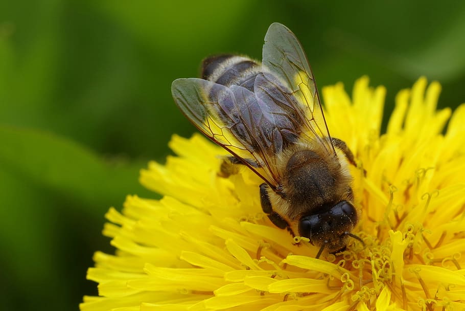Black and Brown Bee on Yellow Petaled Flowers, animal, beautiful HD wallpaper