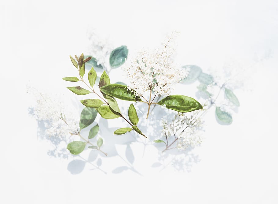 plant, leaf, vase, jar, pottery, potted plant, herbs, planter HD wallpaper