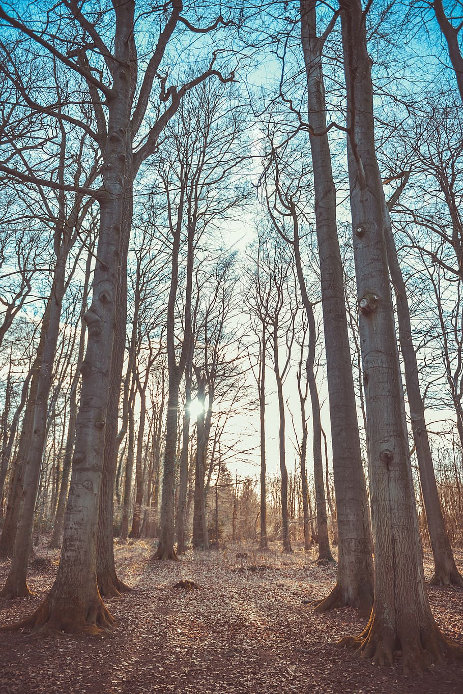 Photo of Woods, branches, daylight, environment, forest, nature HD wallpaper