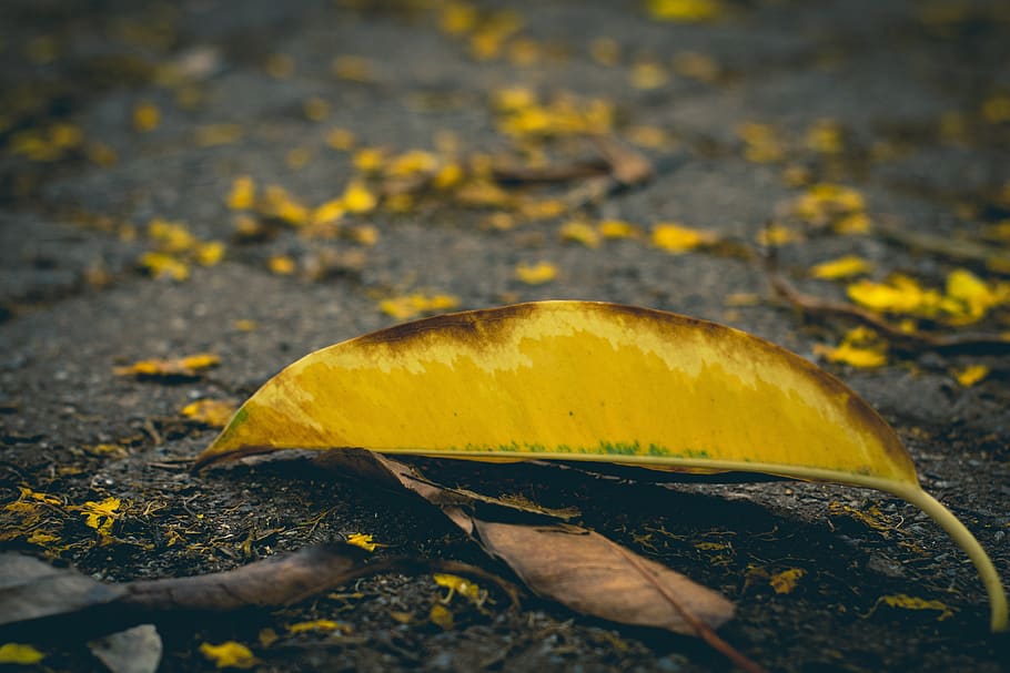 leaf, ground, leaves, nature, green, autumn, landscape, dried HD wallpaper