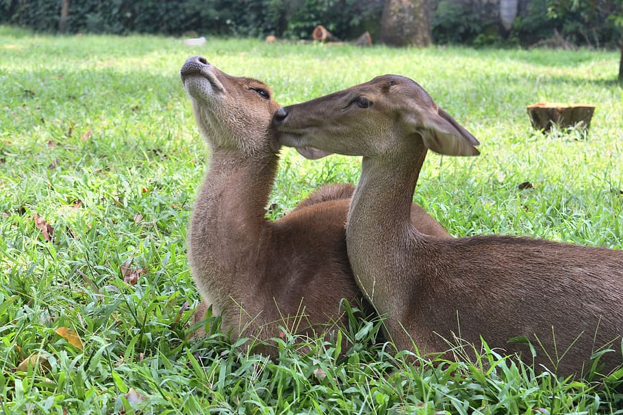 Hd Wallpaper Indonesia Taman Balekambang Deers Animals Park Animal Themes Wallpaper Flare