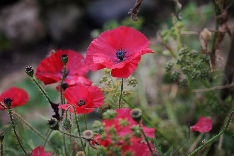 mack, nature, flower, red, flowers, garden, landscape, flora HD wallpaper