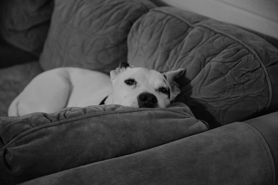 dog, pets, domestic, domestic animals, one animal, canine, mammal HD wallpaper